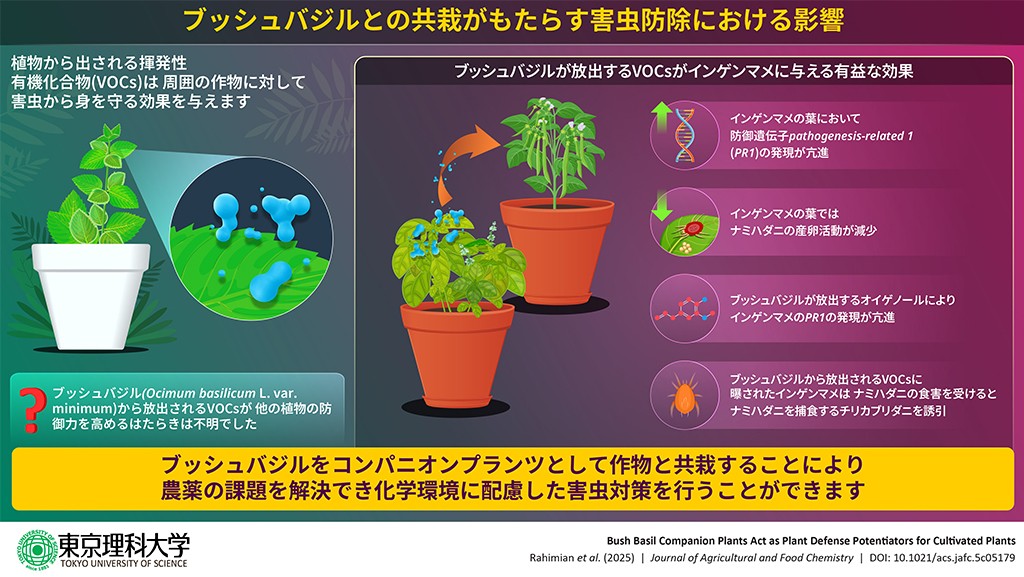 ブッシュバジルとの共裁がもたらす害虫防除における影響