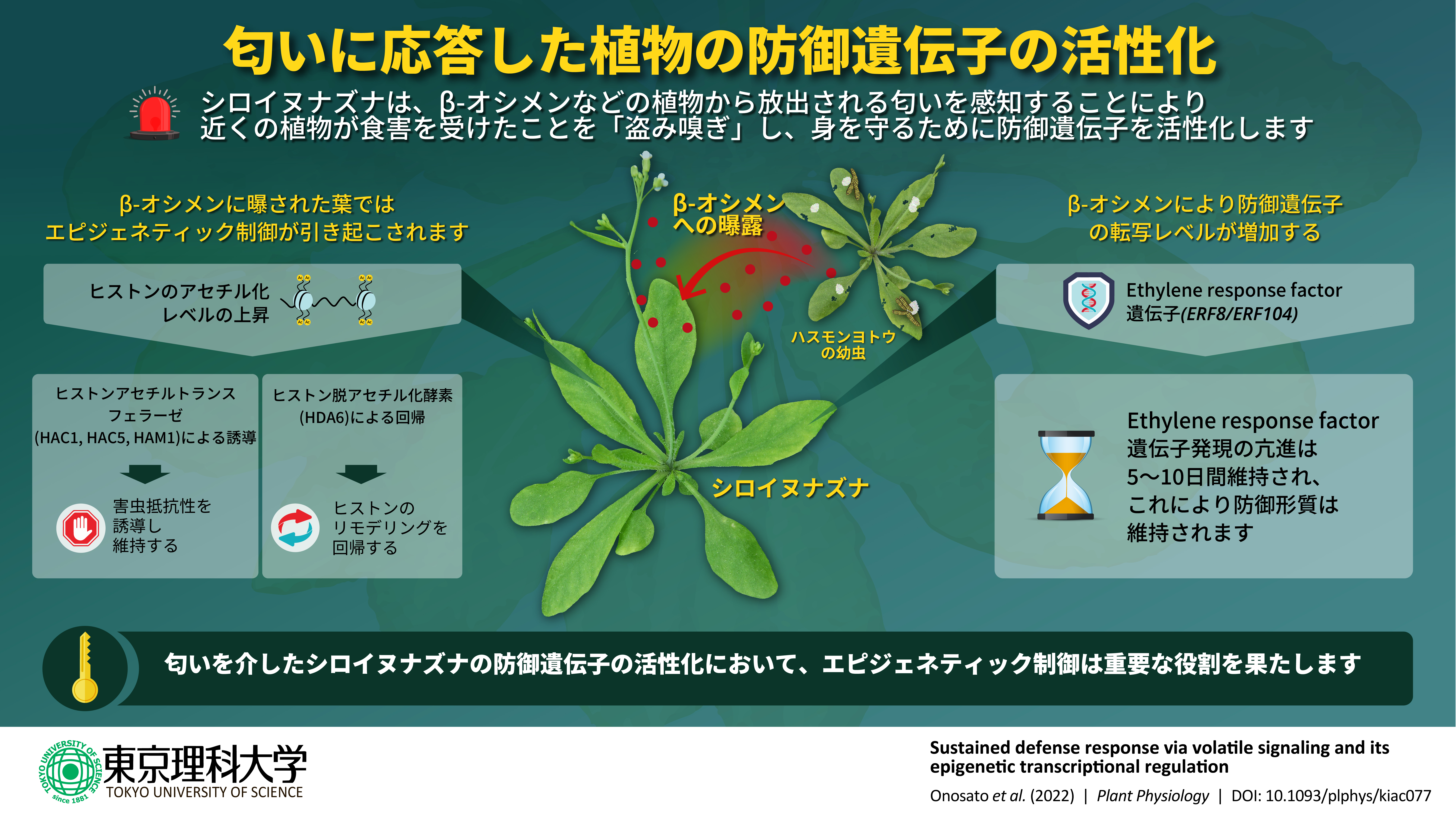 組換え植物から放出される香りを用いたアグリバイオの新展開