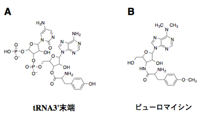 tRNA_and_puromycin
