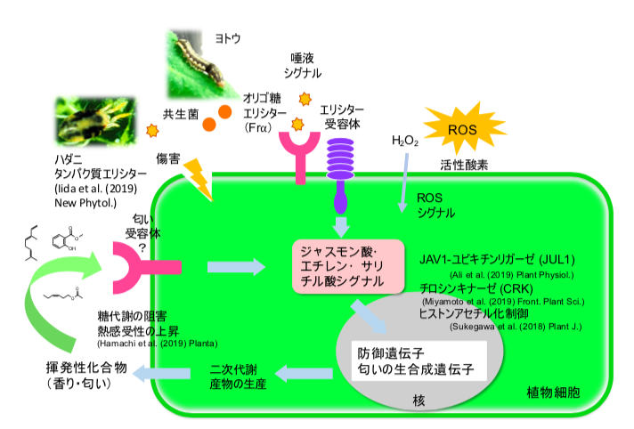 研究内容|有村研究室 東京理科大学 基礎工学部生物工学科