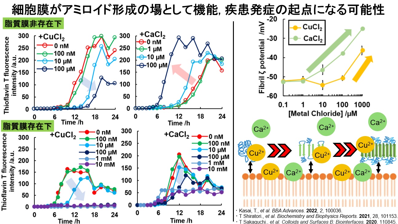 Monomer/dimer/polymer equilibrium of NSAIDs