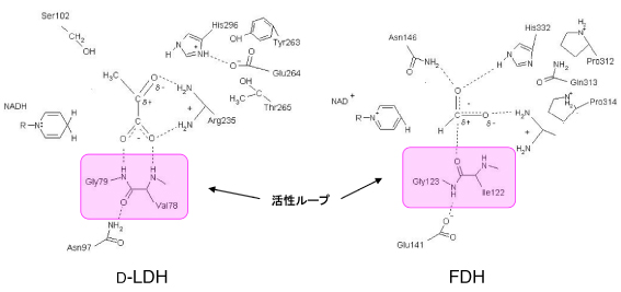 酵素 は と 脱水 乳酸 素