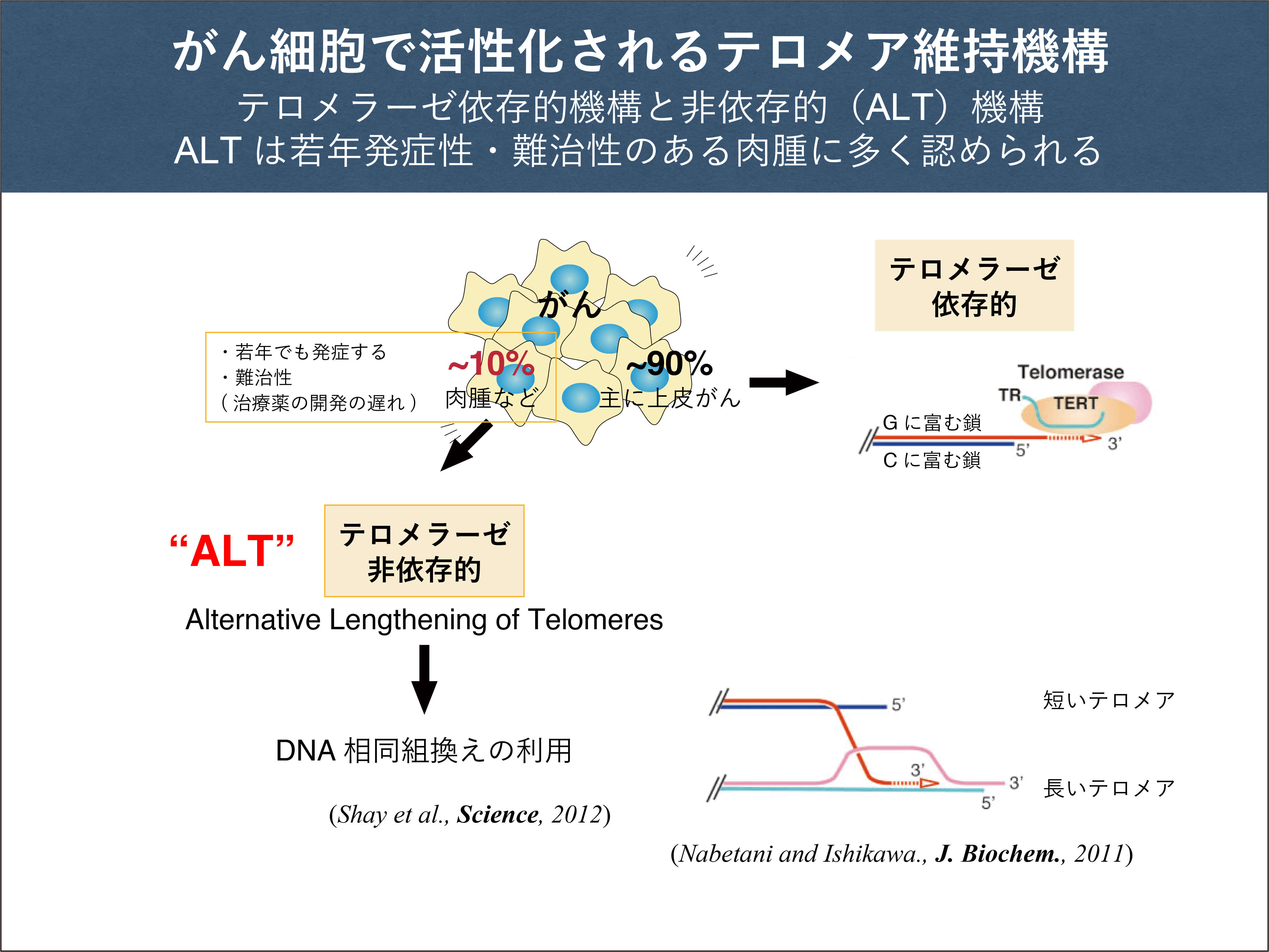研究紹介 研究紹介