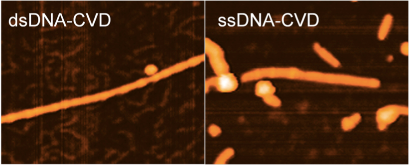 dna-cvd
