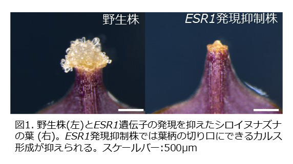 図1. 野生株(左)とESR1遺伝子の発現を抑えたシロイヌナズナの葉 (右)。ESR1発現抑制株では葉柄の切り口にできるカルス形成が抑えられる。