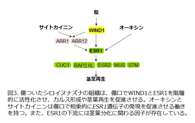 図3. 傷ついたシロイヌナズナの組織は、傷口でWIND1とESR1を階層的に活性化させ、カルス形成や茎葉再生を促進させる。オーキシンとサイトカイニンは傷口で相乗的にESR1遺伝子の発現を促進させる働きを持つ。また、ESR1の下流には茎葉分化に関わる因子が存在している。