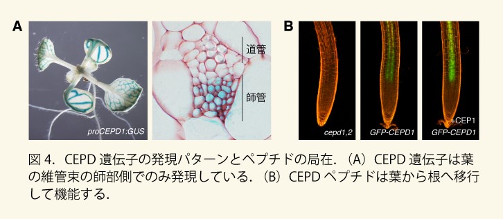 図4. 