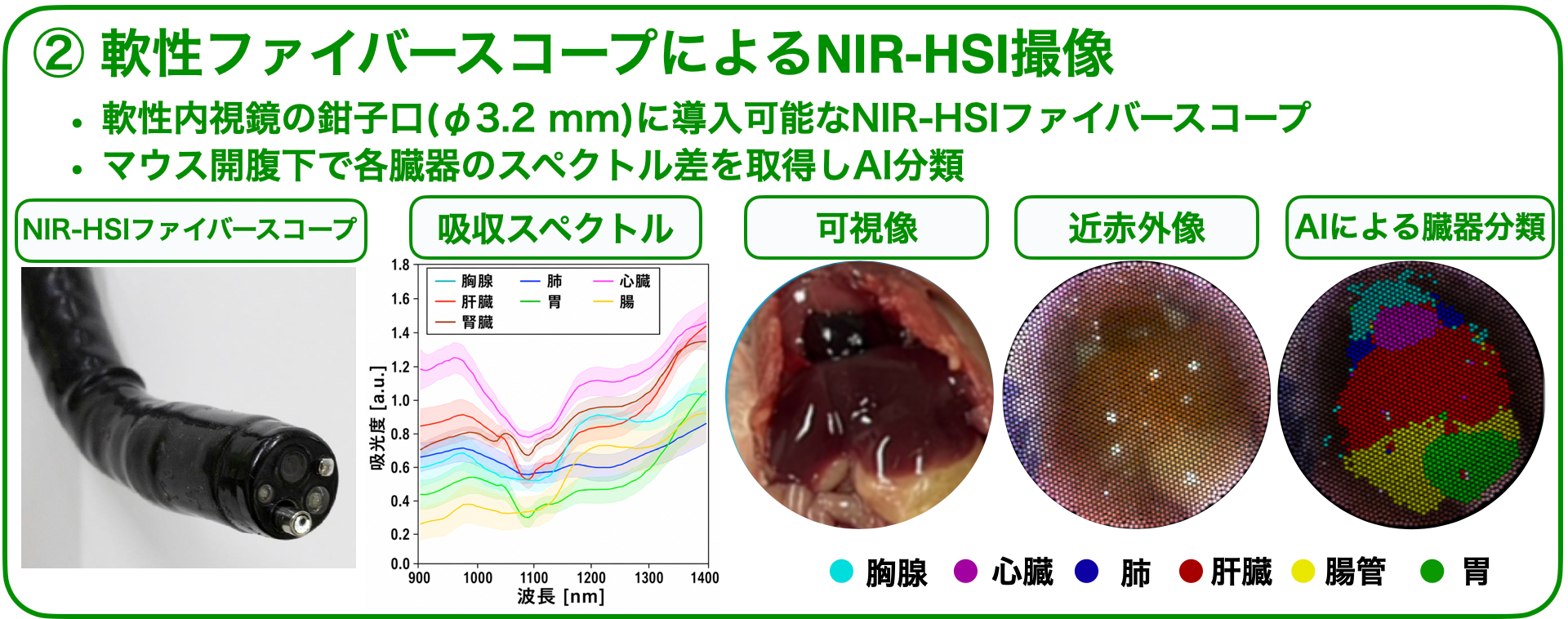 軟性ファイバースコープによるNIR-HSI撮像とAI分類