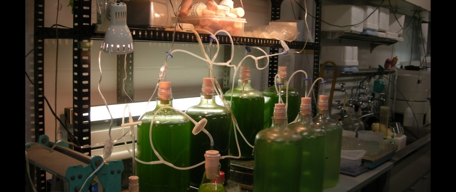 鞆研究室の研究発表風景