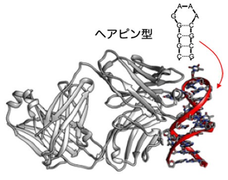 標的タンパク質と複合体を形成しているアプタマー(赤色のリボン表示)の図