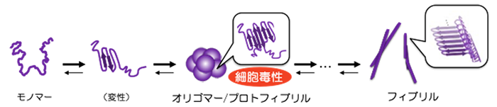 神経変性疾患を引き起こすアミロイド形成タンパク質異常凝集のプロセス